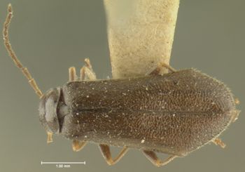 Media type: image;   Entomology 3389 Aspect: habitus dorsal view